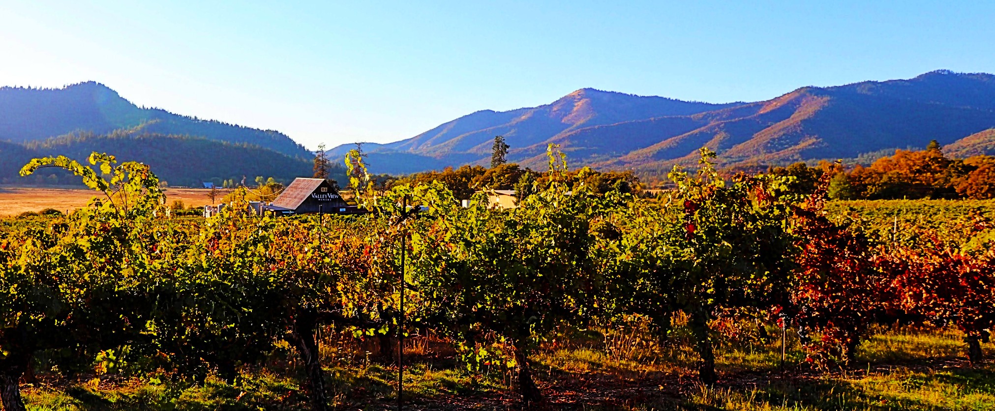 Valley View Vineyard and Winery, the closet vineyard along the Applegate Wine Trail